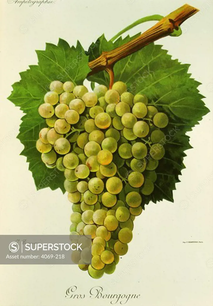 Gros Bourgogne white grape variety from Ampelographie Traite general de Viticulture 1903 with painting by A Kreyder and E.J. Troncy