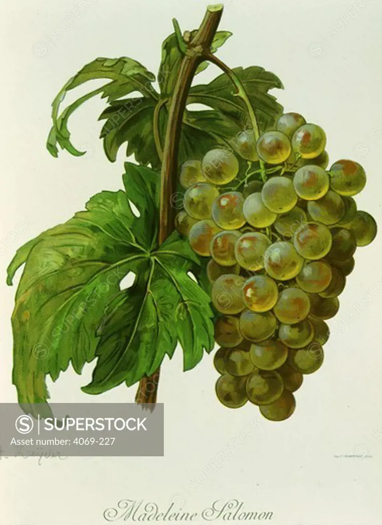 Madeleine Salomon white grape variety from Ampelographie Traite general de Viticulture 1903 with painting by A Kreyder and E.J. Troncy