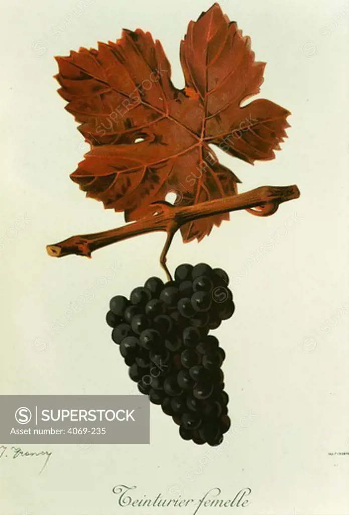 Teinturier femelle black grape variety from Ampelographie Traite general de Viticulture 1903 with painting by A Kreyder and E.J. Troncy