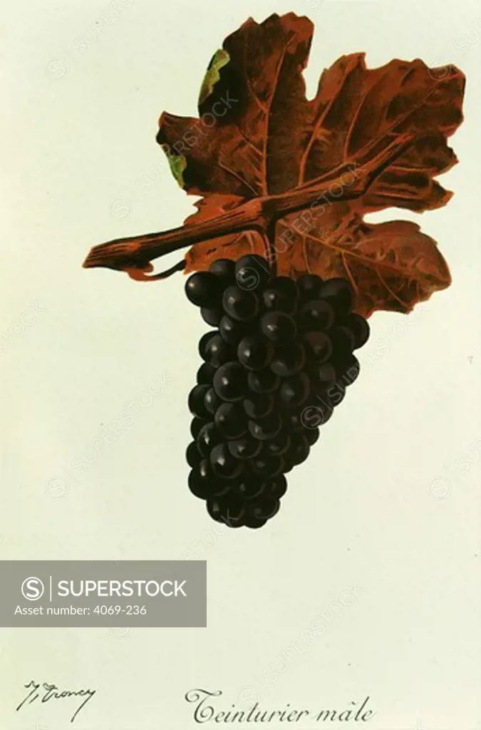 Teinturier male black grape variety from Ampelographie Traite general de Viticulture 1903 with painting by A Kreyder and E.J. Troncy