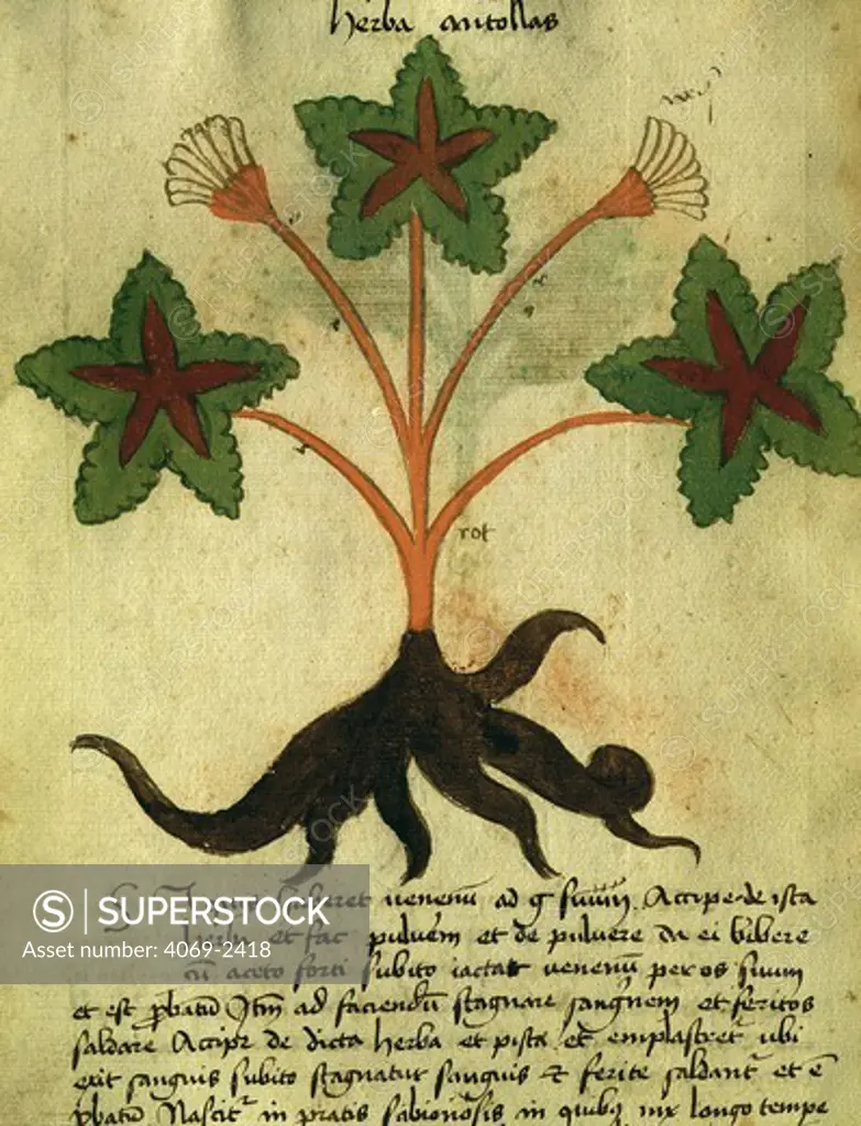 Herba antollas, folio 12V of 14th century manuscript Liber herbarius una cum rationibus conficiendi medicamenta by O. Rizzardo