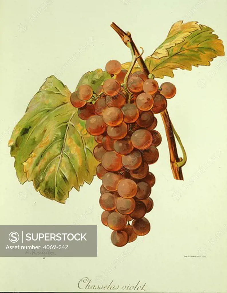 Chasselas Violet light red grape variety from Ampelographie Traite general de Viticulture 1903 with painting by A Kreyder and E.J. Troncy