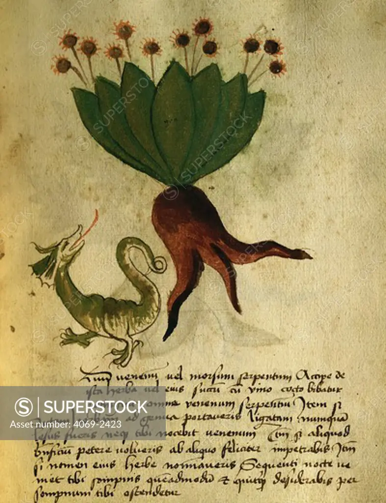 Herba vermicularia, folio 33R of 14th century manuscript Liber herbarius una cum rationibus conficiendi medicamenta by O. Rizzardo