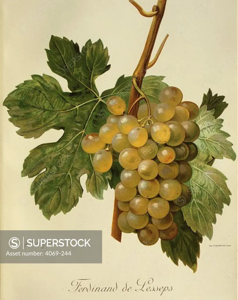 Ferdinand de Lesseps white grape variety from Ampelographie Traite general de Viticulture 1903 with painting by A Kreyder and E.J. Troncy