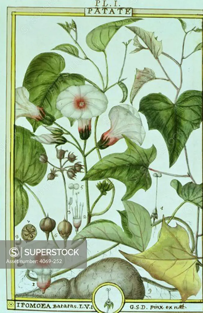 Ipomea batates or sweet potato or yam flower and root, watercolour by Delahaye 1789 for Florindie ou histoire physico-economique des vegetaux