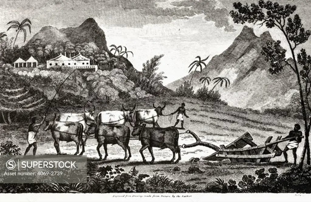 Ploughing with oxen, from Travels in the Interior Districts of Africa, 1797, by Mungo Park, 1771-1806, Scottish explorer of Niger River