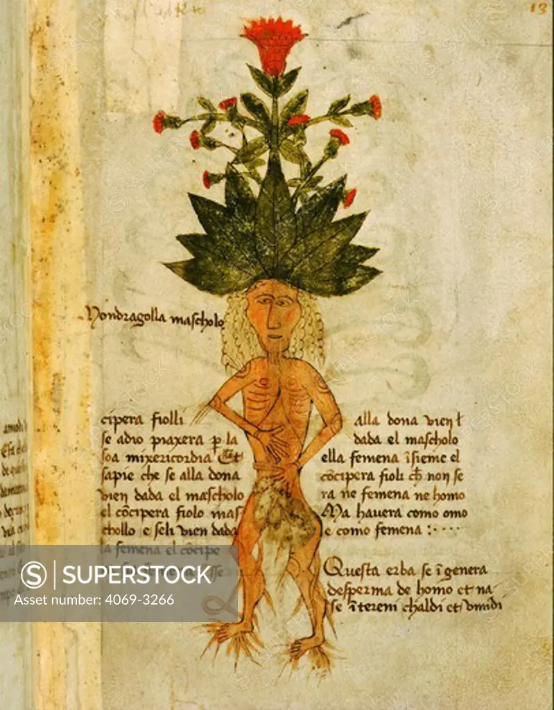 The herb masculine mandrake, which helps cure masculine infertility and predetermine the sex of a baby