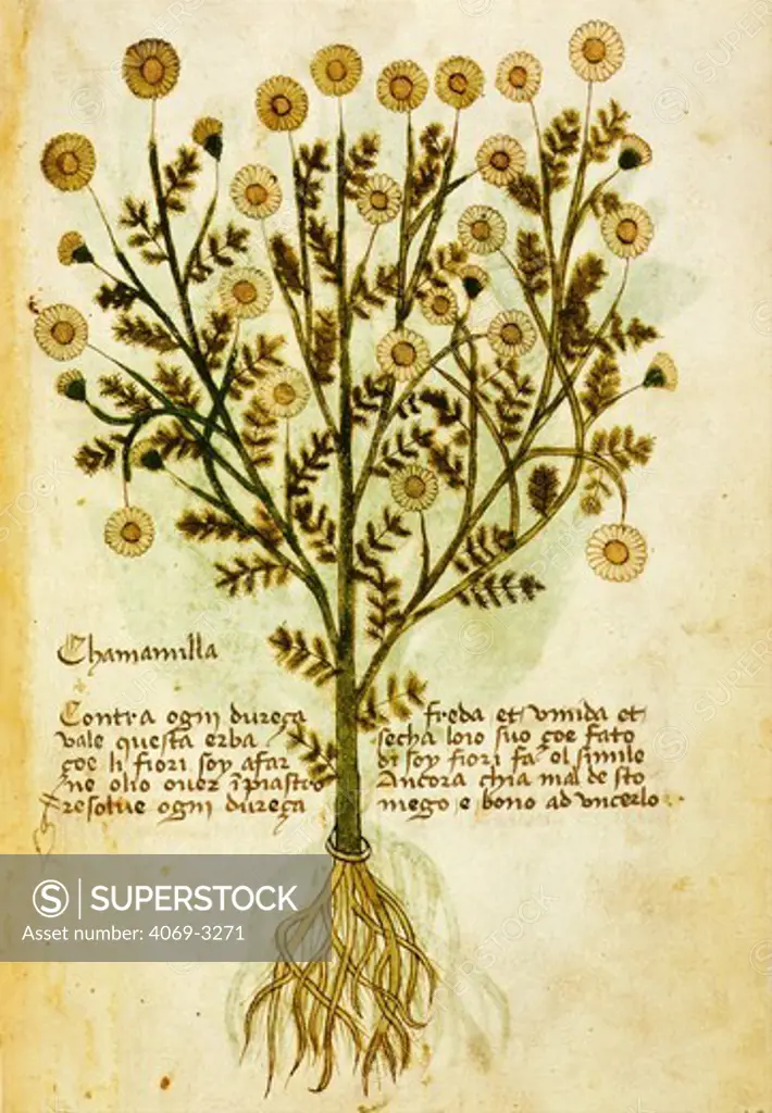 The herb camomile, to be used in tisanes or oils, helps stomach aches and constipation, Folio 43 Verso of the Trent Herbarium, 15th century miniature