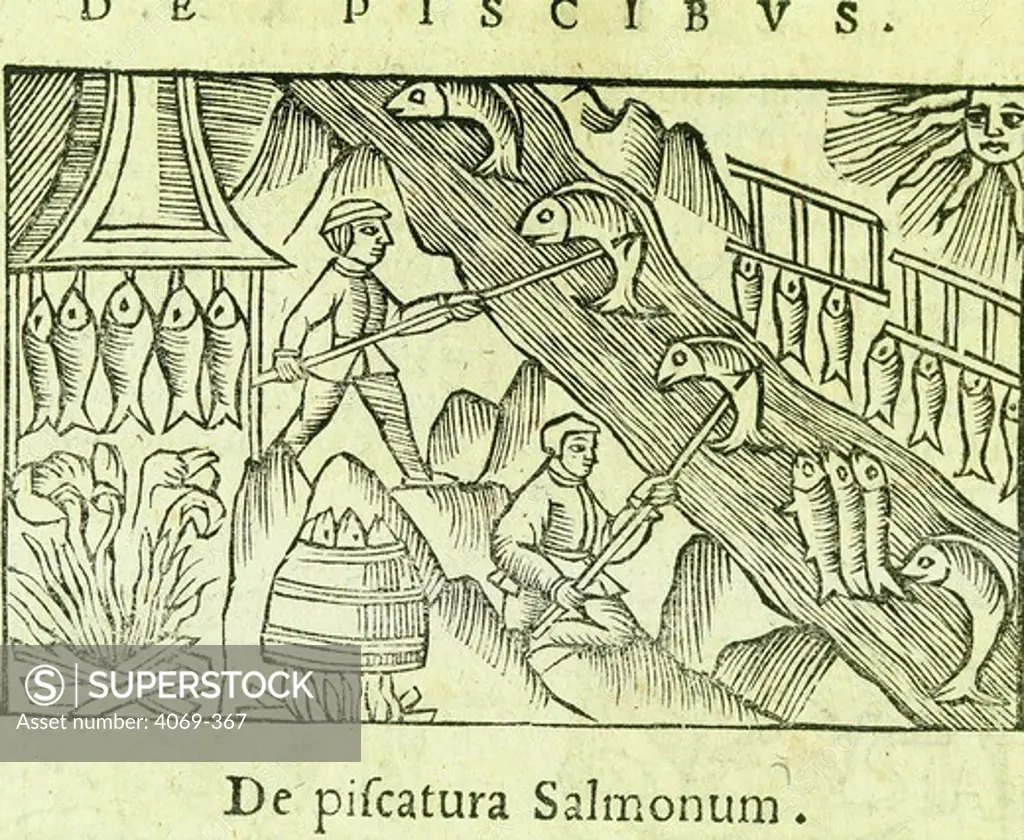 Salmon fishing drying and curing from Olaus Magnus Historia de Gentibus Septentrionalibus 1555 (on hist Scandinavia )