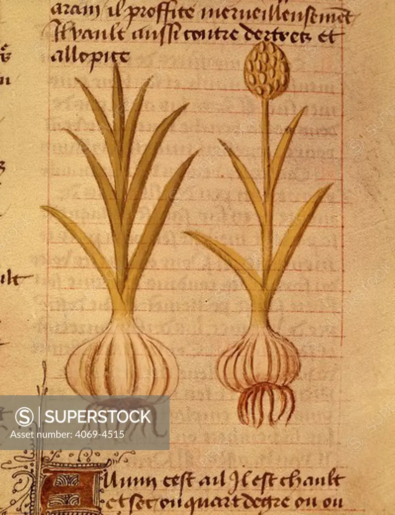 Garlic (allium), from 15th century French manuscript of De Diversis Herbis by Pedanius Dioscorides, 1st century Greek physician