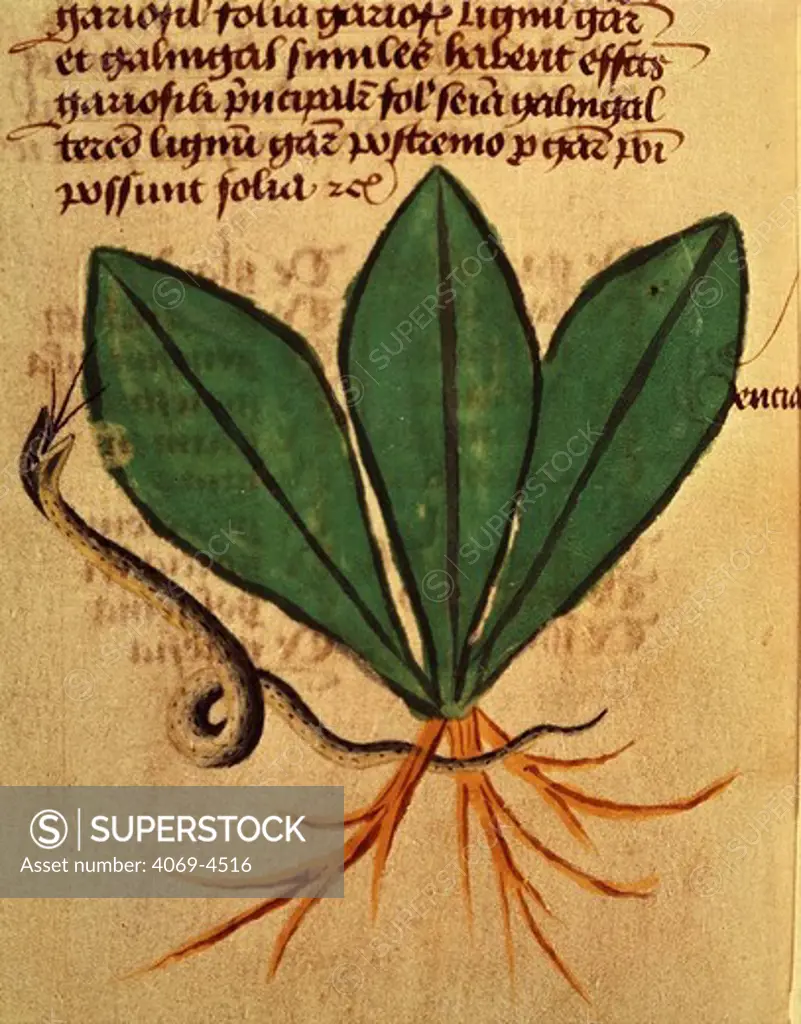 Herba Gentiana (gentian), from 15th century French manuscript of De Diversis Herbis by Pedanius Dioscorides, 1st century Greek physician