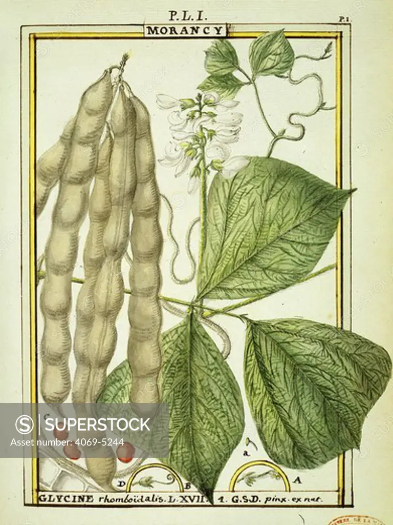 Morancy (Glycine rhomboidalis),