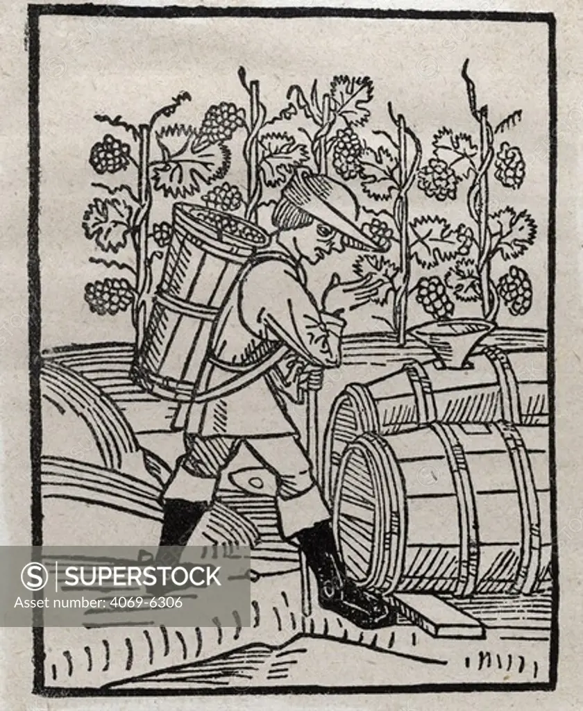 The wine harvest, woodcut by Arnaldus de Villanova, 1499