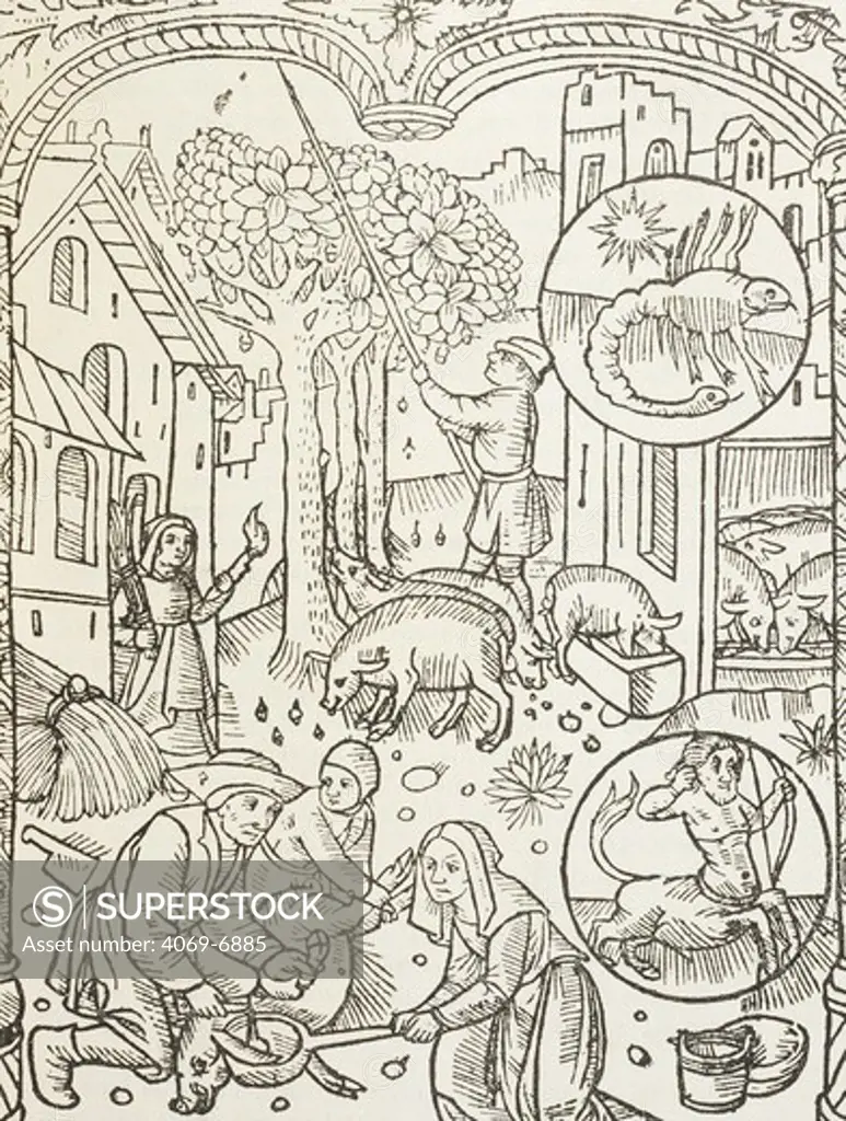 November, killing the pig, showing Scorpio and Sagittarius, shepherds' calendar, engraving, late 15th or early 16th century, France