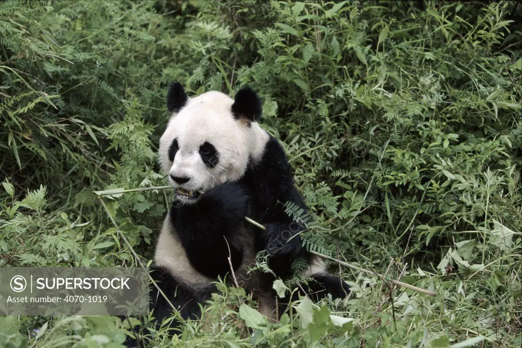 Giant panda feeding on bamboo. Wolong Nature Reserve, Sichuan, China