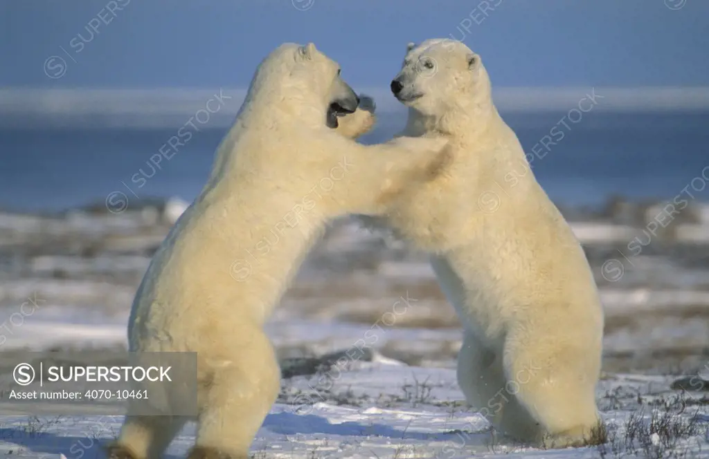 Polar bears play fighting Ursus maritimus} Churchill, Manitoba, Canada