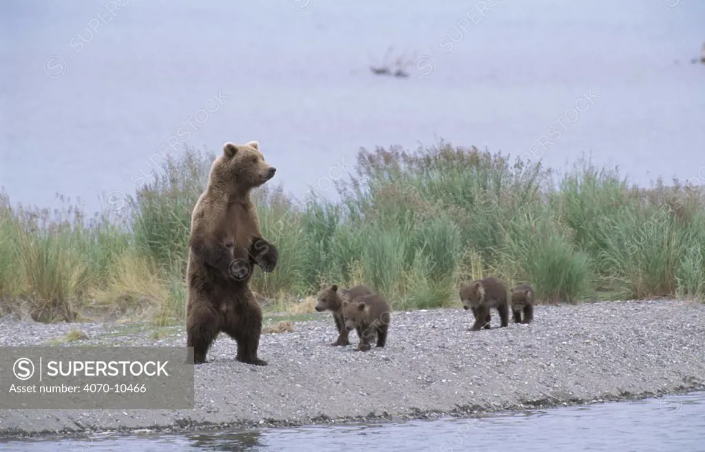 Grizzly bear female on look out with four young cubs Ursus arctos horribilis} Alaska, US