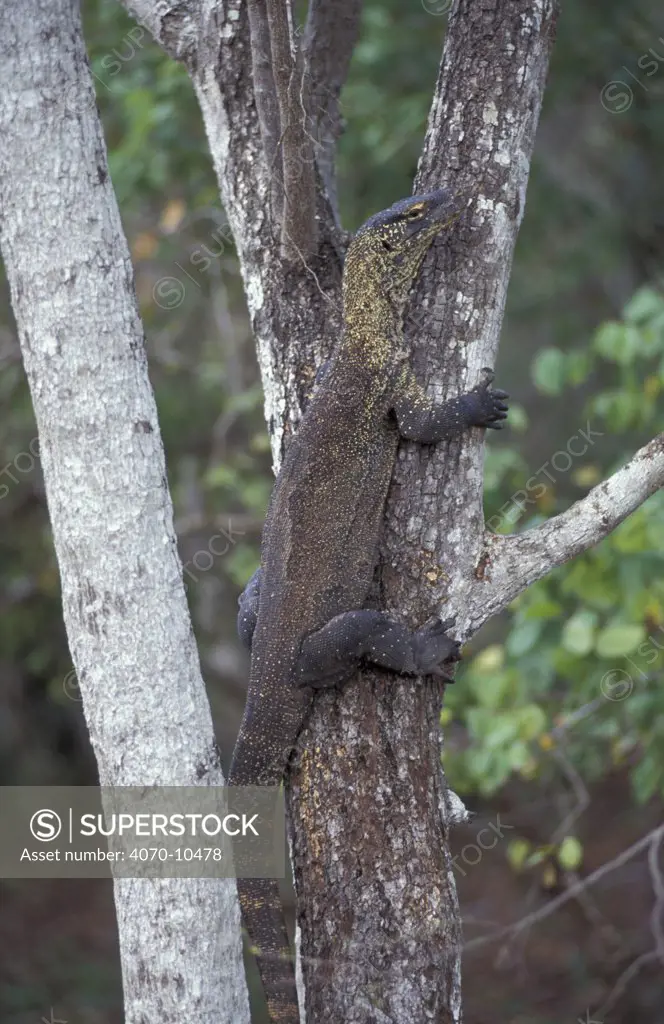 Komodo dragon climbing tree Varanus komodoensis} Komodo Is, Indonesia