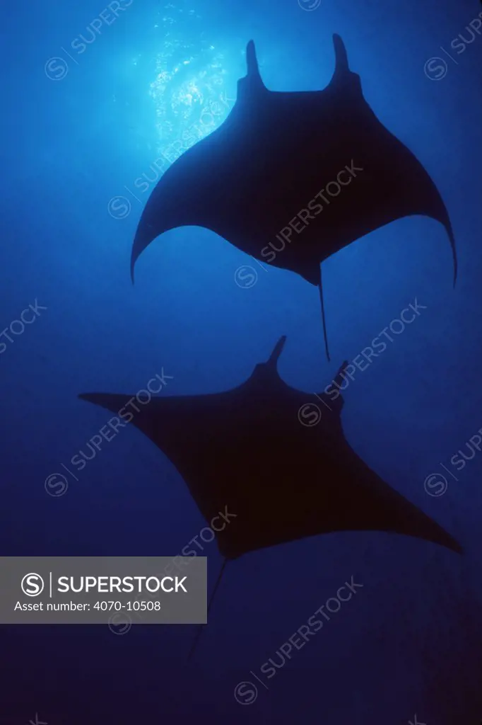 Two Manta rays silhouetted Manta birostris}  Mexico