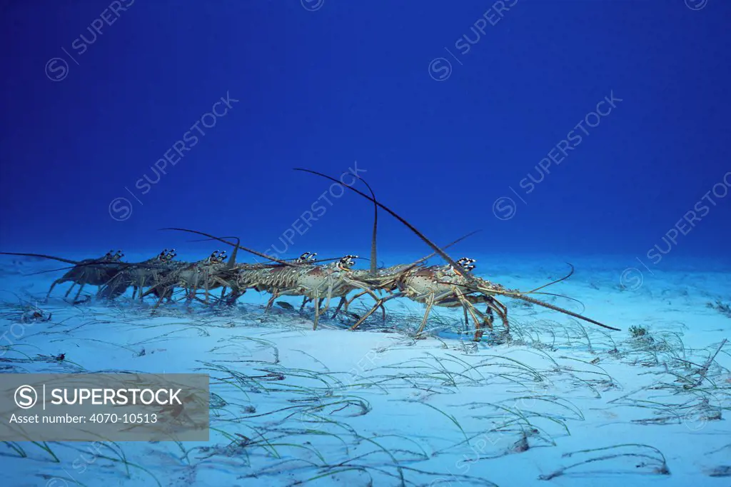 Spiny lobster migration march from juvenile to adult habitat Panulirus argus} Bahamas, Caribbean