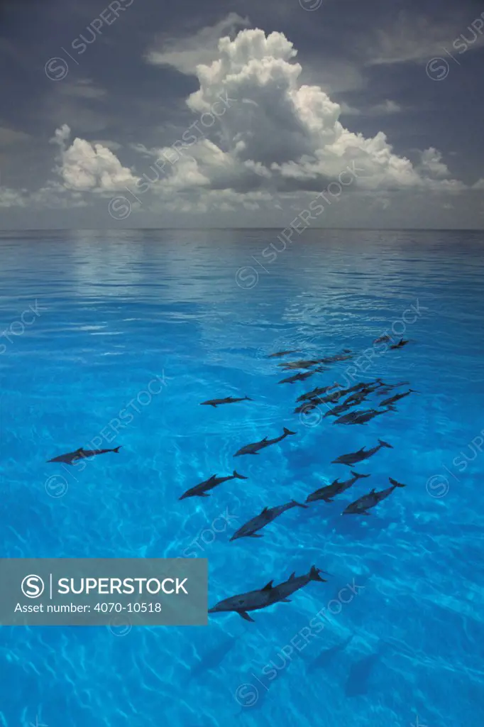 Atlantic spotted dolphins at surface Stenella frontalis} Bahamas, Caribbean Sea