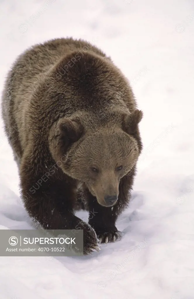 European brown bear walking in snow Ursus arctos} Bayerisher wald NP, Germany, captive