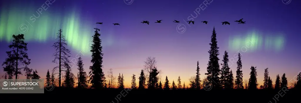Whooper Swans (Cygnus cygnus) flying against Aurora borealis at sunrise, Finland. Digital composite