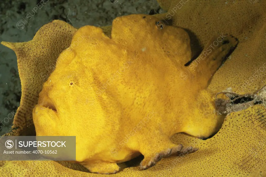 Giant frogfish Antennarius commersoni} camouflaged on yellow sponge, Mabul Island, Sabah, Celebes Sea, Borneo, Malaysia