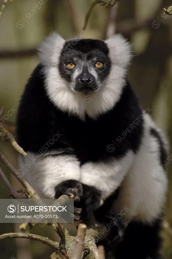 Black and white ruffed lemur Varecia variegata variegata} portrait, captive.