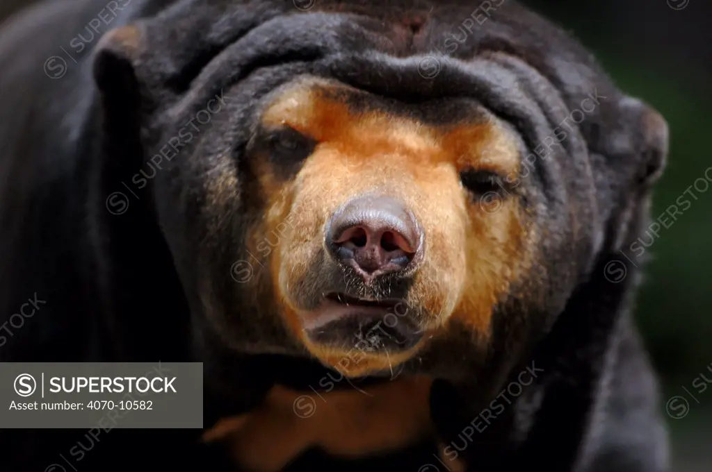Malayan Sun bear Helarctos -Ursus malayanus}  portrait, captive.