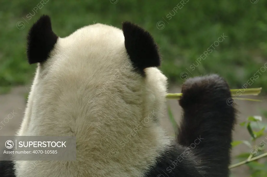 Rear view of Giant Panda Ailuropoda melanoleuca} eating bamboo, captive occurs China