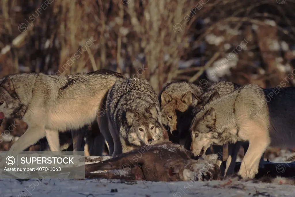 Grey wolves feeding on deer carcass