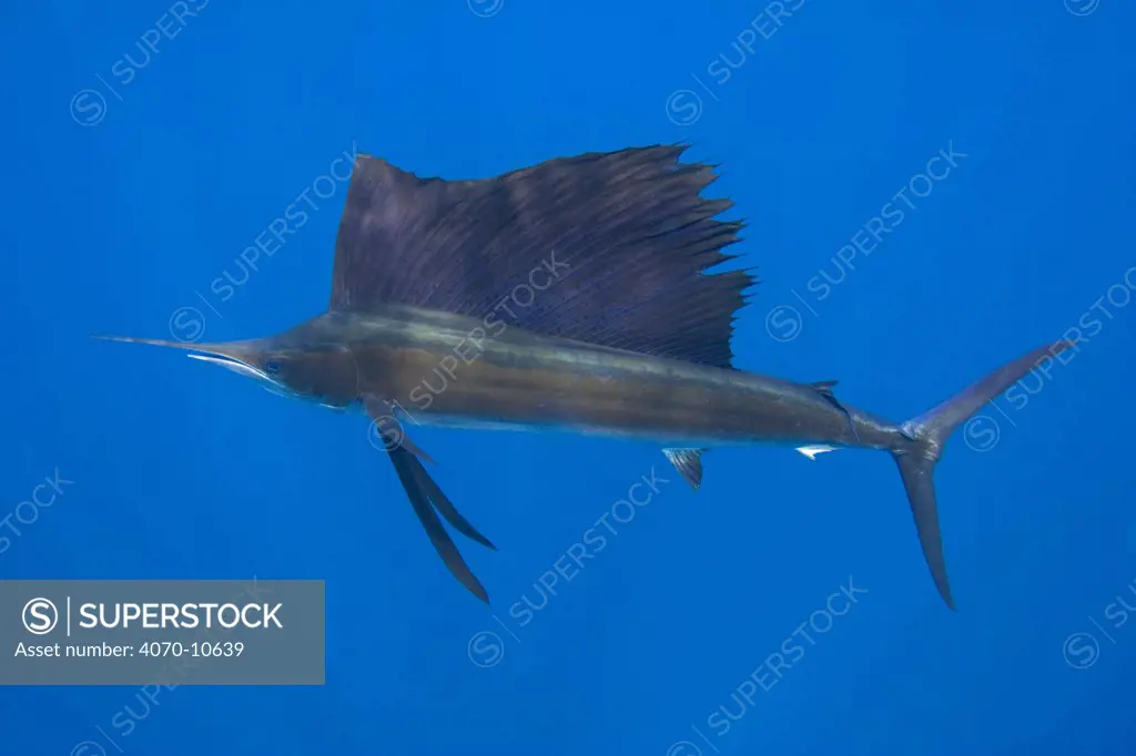 Atlantic sailfish Istiophorus platypterus -albicans} Caribbean Sea, Yucatan Peninsula, Mexico