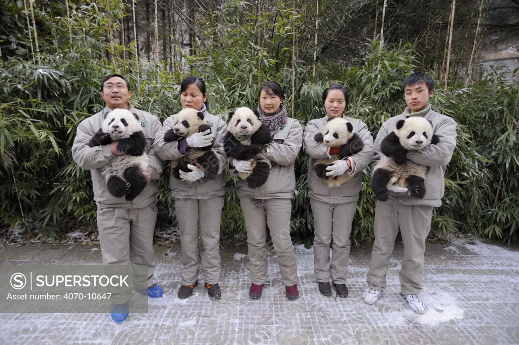 Keeper's team holding giant panda babies (Ailuropoda melanoleuca) aged 5 months at Wolong Nature Reserve, China, 2008, Captive