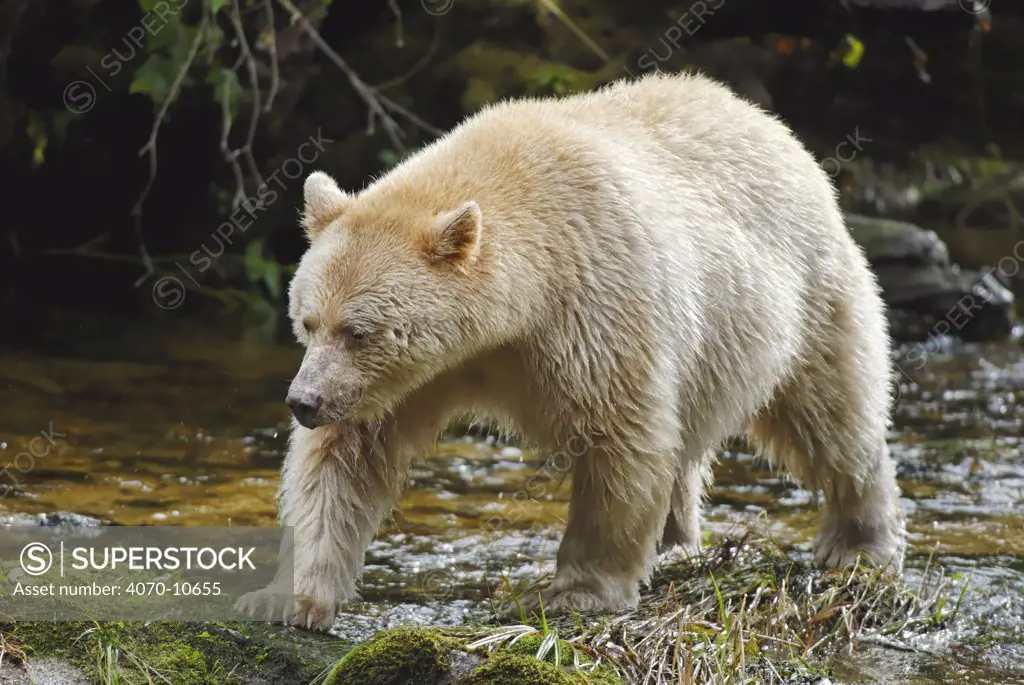 Kermode -Spirit bear (Ursus americanus Kermodei), white morph of the black bear, Princess Royal Island, British Columbia, Canada