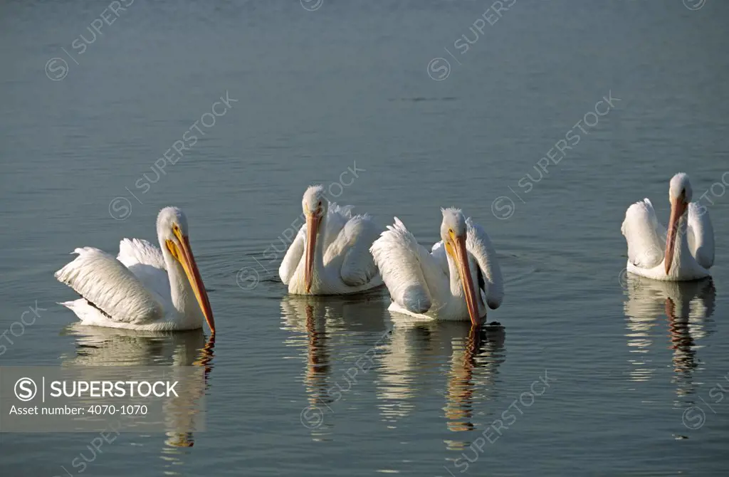 White pelicans, Florida, USA (Pelecanus erythrorhynchos)