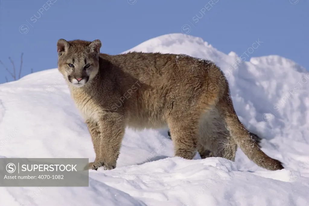 Puma / Mountain lion / Cougar cub in snow (Felis concolor) USA. Captive