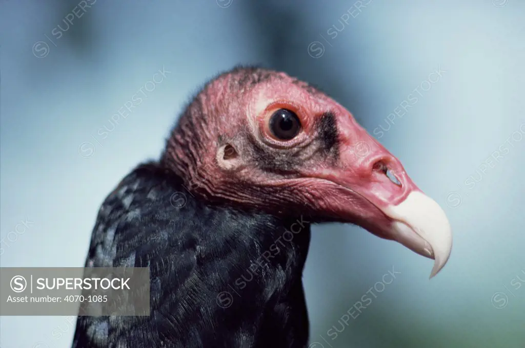 Turkey Vulture head portrait (Cathartes aura). 