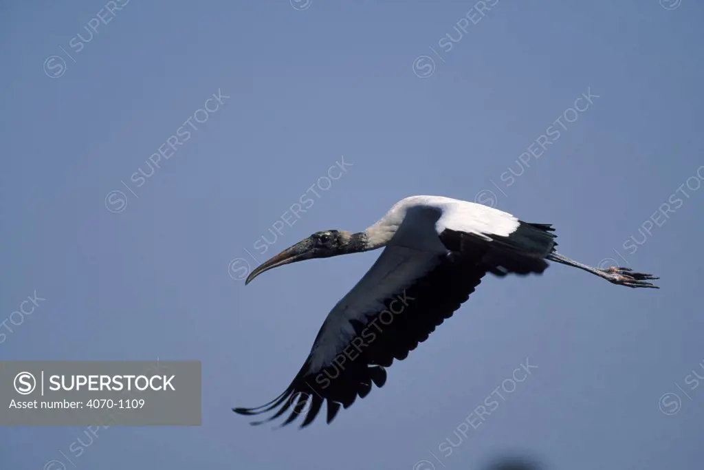 American Wood Ibis (Stork) in flight. Florida, USA