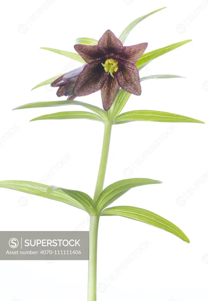 Chocolate lily (Fritillaria camschatcensis) in flower,  undeveloped city land, Anchorage, Alaska, USA, June.  meetyourneighbours.net project