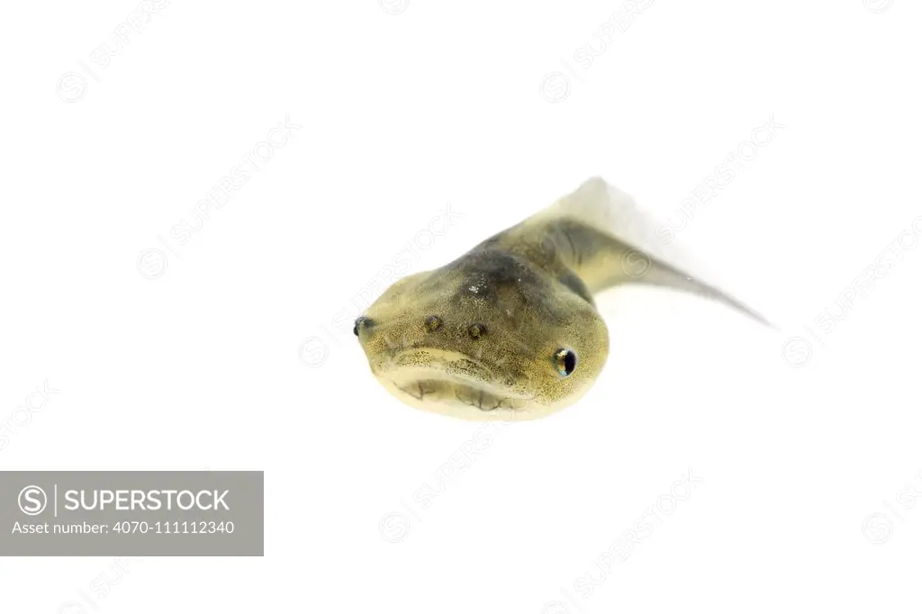Tadpole of the Mexican Burrowing Toad (Rhinophrynus dorsalis