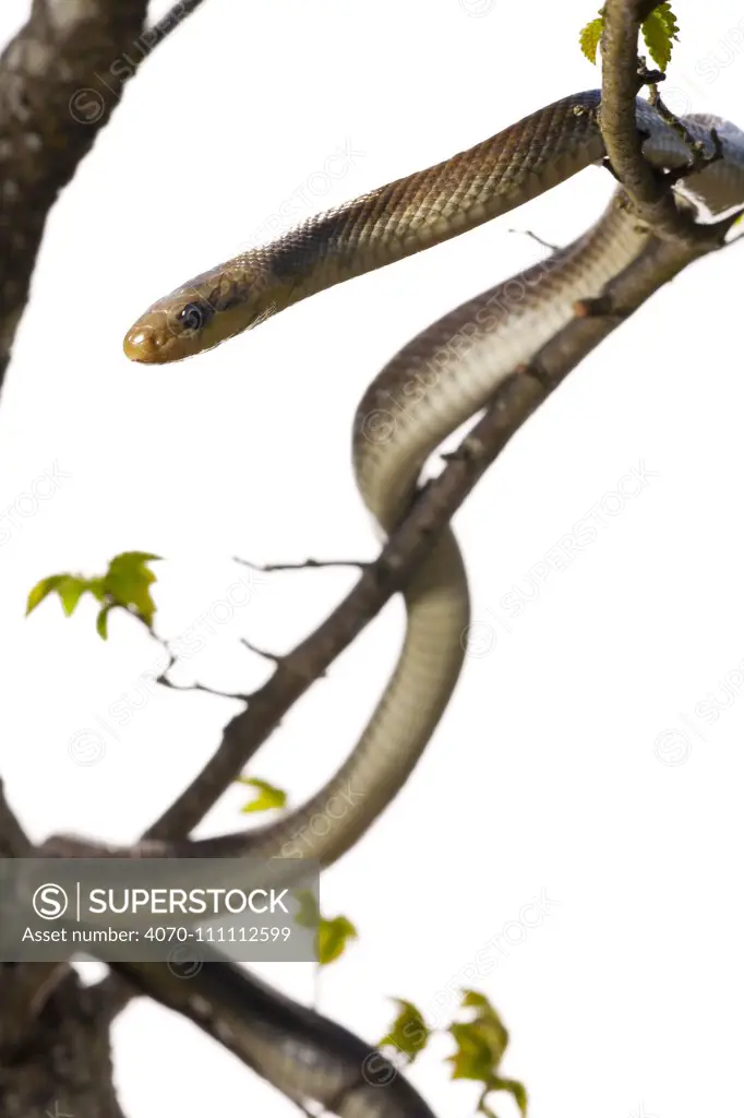 Aesculapian snake (Elaphe longissima) in tree,  grassland, Optevoz, Isere, Rhones-Alpes, France, April. meetyourneighbours.net project