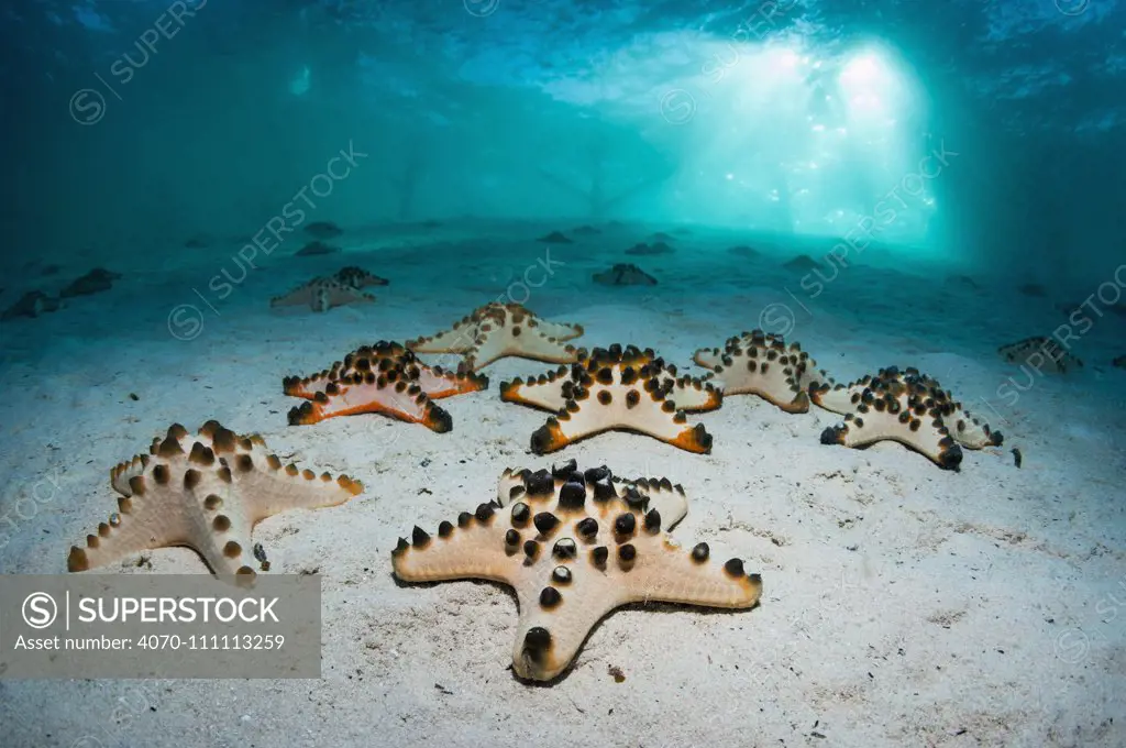 Chocolate chip sea star o (Protoreaster nodosus) on sandy bottom. Mabul, Malaysia.