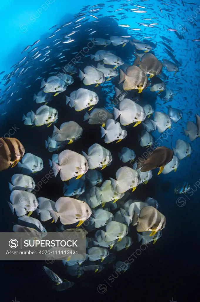 Longfin batfish (Platax teira) with Fusiliers (Caesio spp.) in the current in front of Baby Rock pinnacle. Misool, Raja Ampat, West Papua, Indonesia. Ceram Sea.