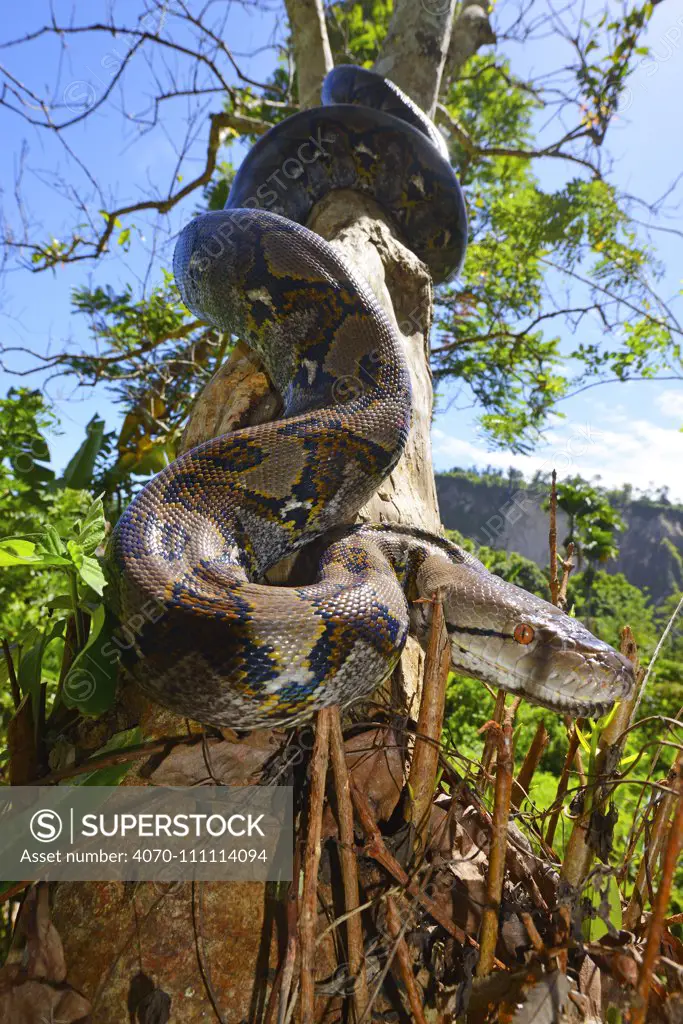 Reticulated python (Python reticulatus) on tree, Sumatra.