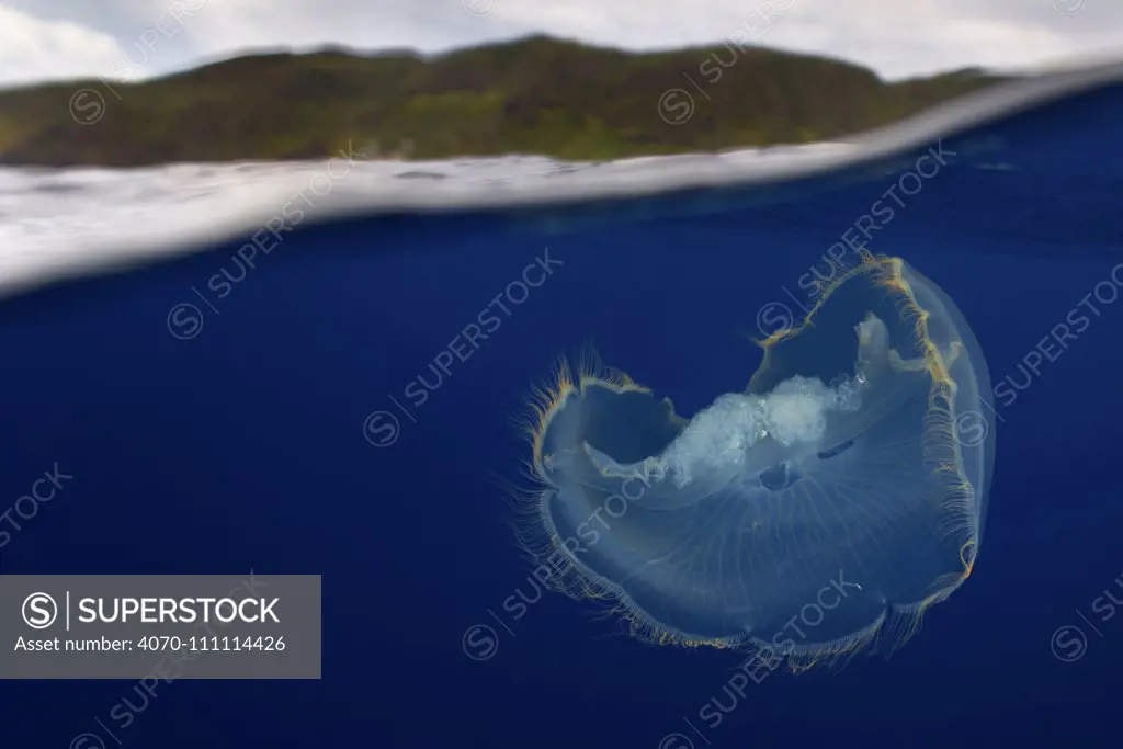 Moon jellyfish (Aurelia aurita) near the surface, Santa Maria Island, Azores, September.