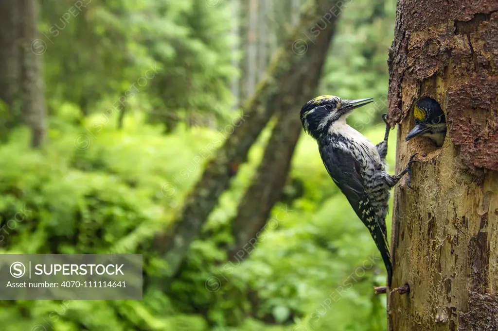 Three-toed woodpecker (Picoides tridactylus) adult at nest with young, Hedmark, Norway July