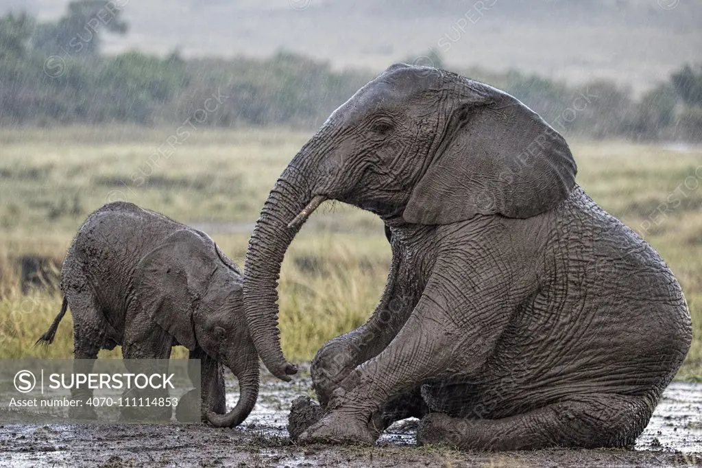 African Elephant (Loxodonta africana) mother and calf in rain, wallowing in mud. Maasai Mara, Kenya, Africa. September.