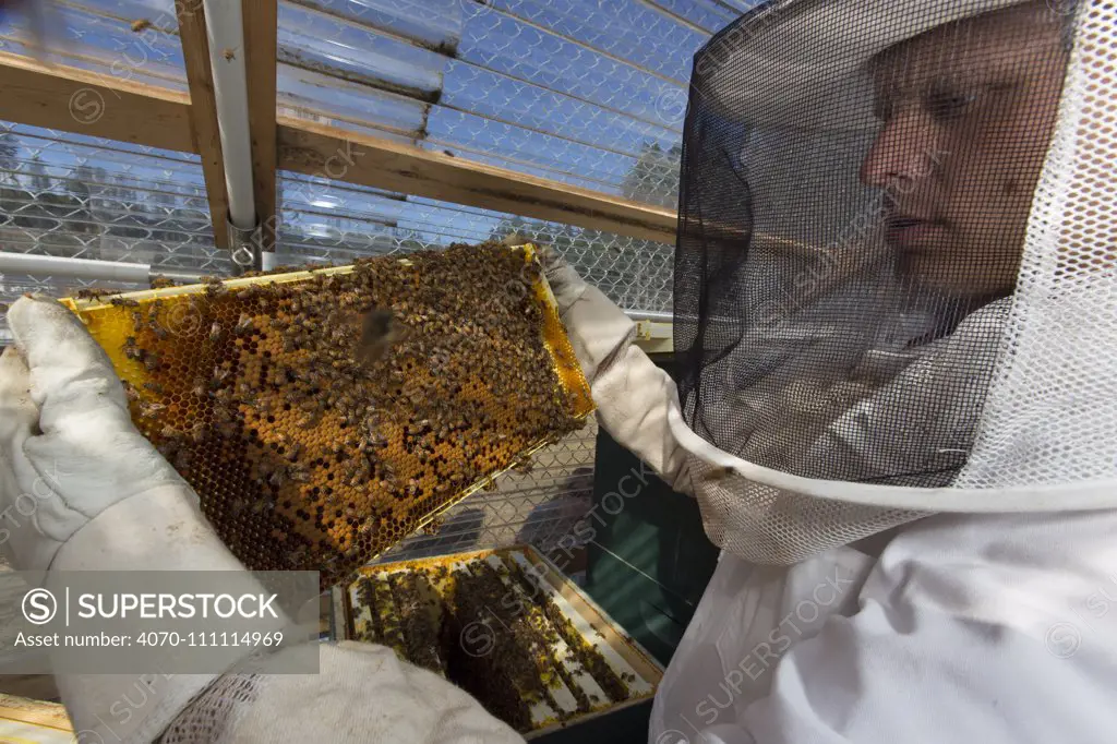 Inmate beekeeper with honeycomb of Honey Bee (Apis mellifera). Inmates in this prison are keeping bees as part of the Sustainability in Prison program, Stafford Creek Corrections Center, Washington, USA. September 2012.