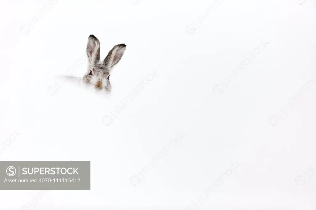Mountain hare (Lepus timidus) resting in snow hole, Scotland, UK, February.